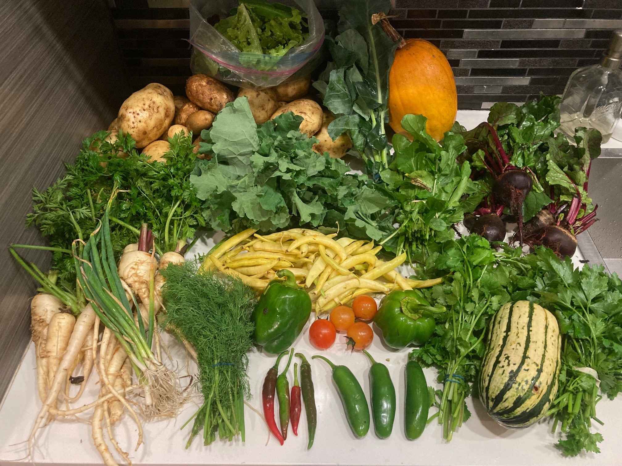 Récolte au Collectif Végé, Moore Farm, Gatineau